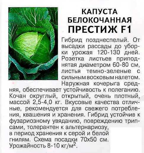 Лучшие 15 сортов поздней капусты для хранения на зиму и правила выращивания
