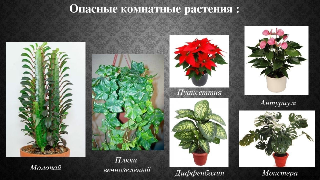 Уход за алоказией в домашних условиях, размножение, пересадка, болезни