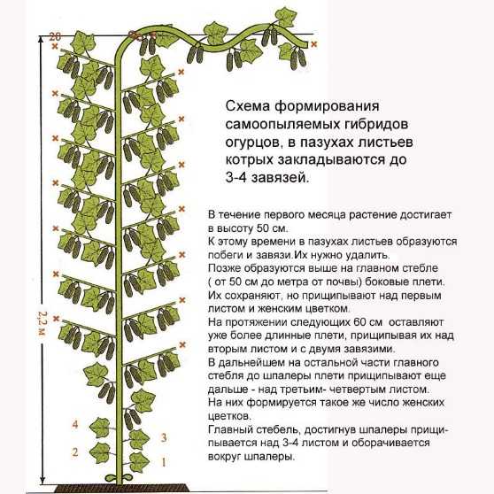 Пасынкование огурцов и схема формирование куста в теплице