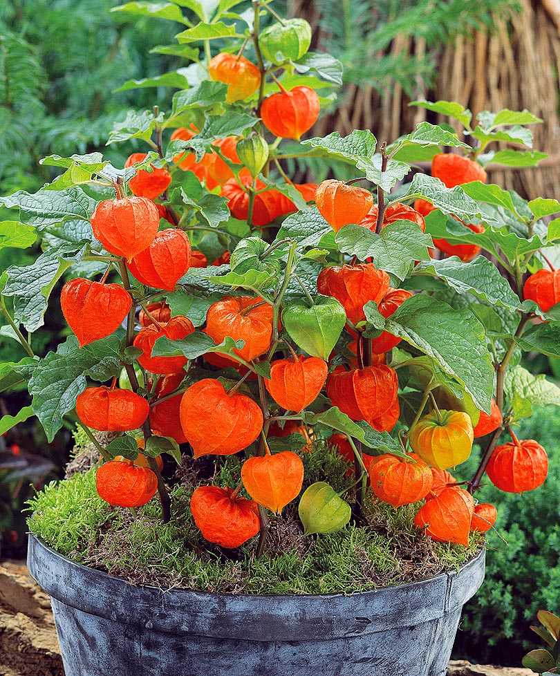 Выращивание земляничного и перуанского физалиса — floraprice.ru