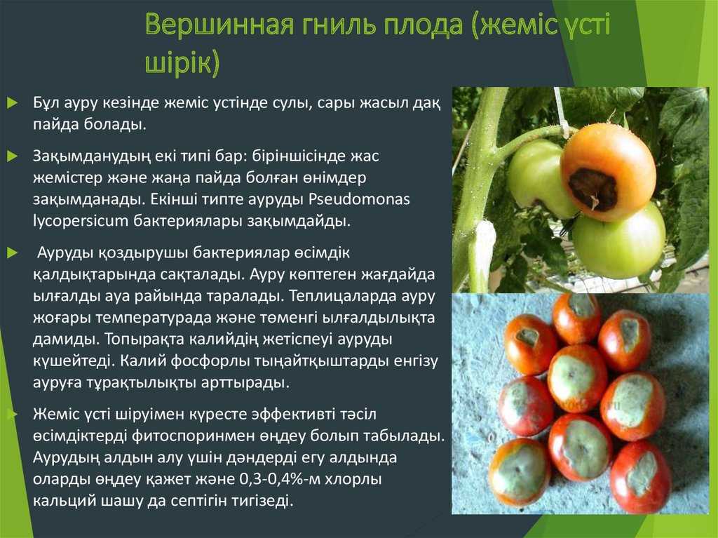 Вершинная гниль на помидорах: что делать и как лечить