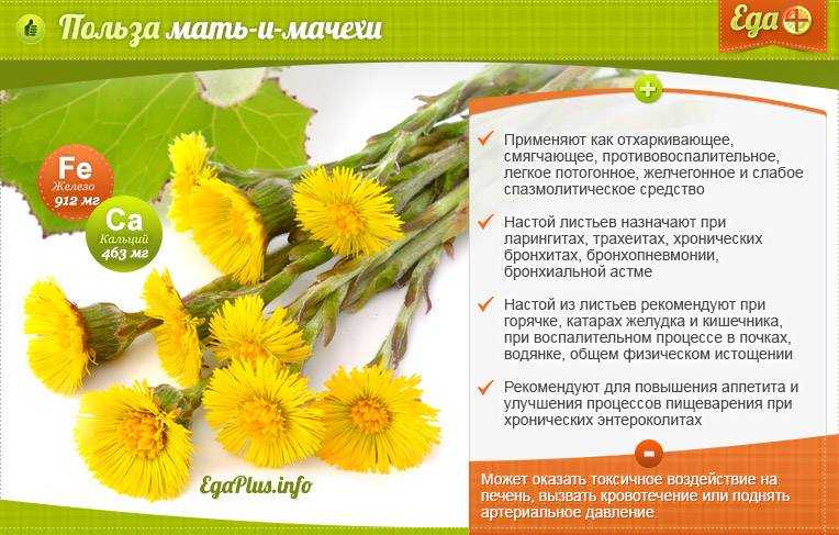Мать-и-мачеха от кашля: эффективные рецепты