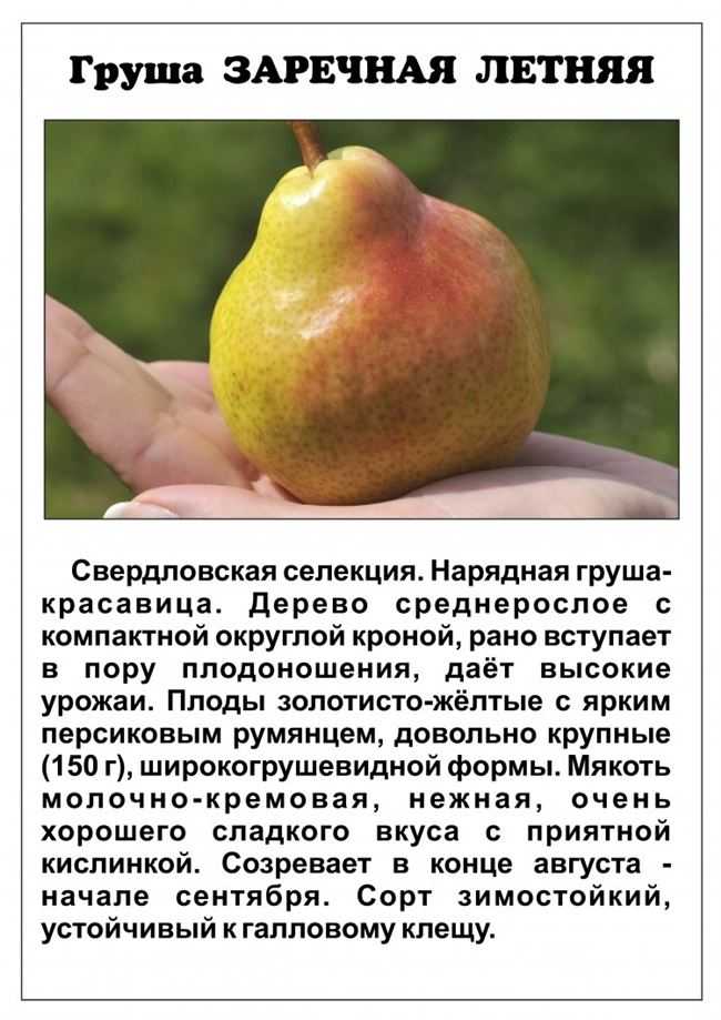 Осенние груши