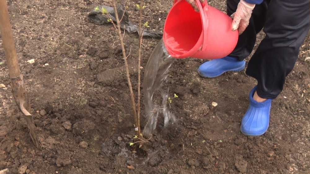 Посадка жимолости осенью саженцами и черенками в регионах, видео