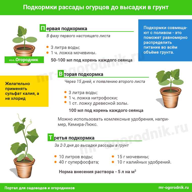 Купена посадка и уход за растением