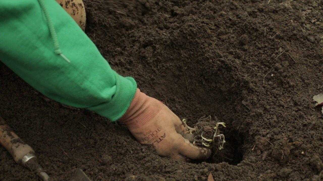 Нюансы выращивания однолетних флоксов из семян