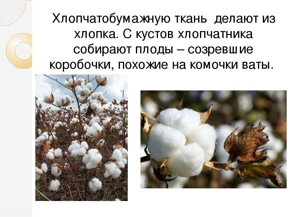 Хлопчатник: описание, уход, размножение, болезни