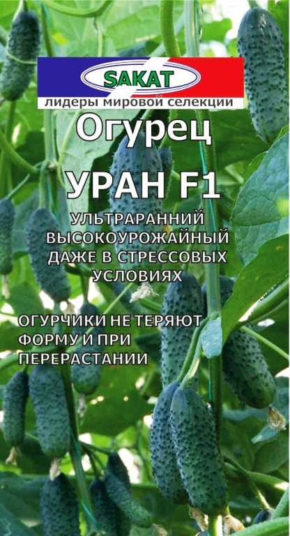 Огурец муравей: описание и характеристика сорта, урожайность с фото