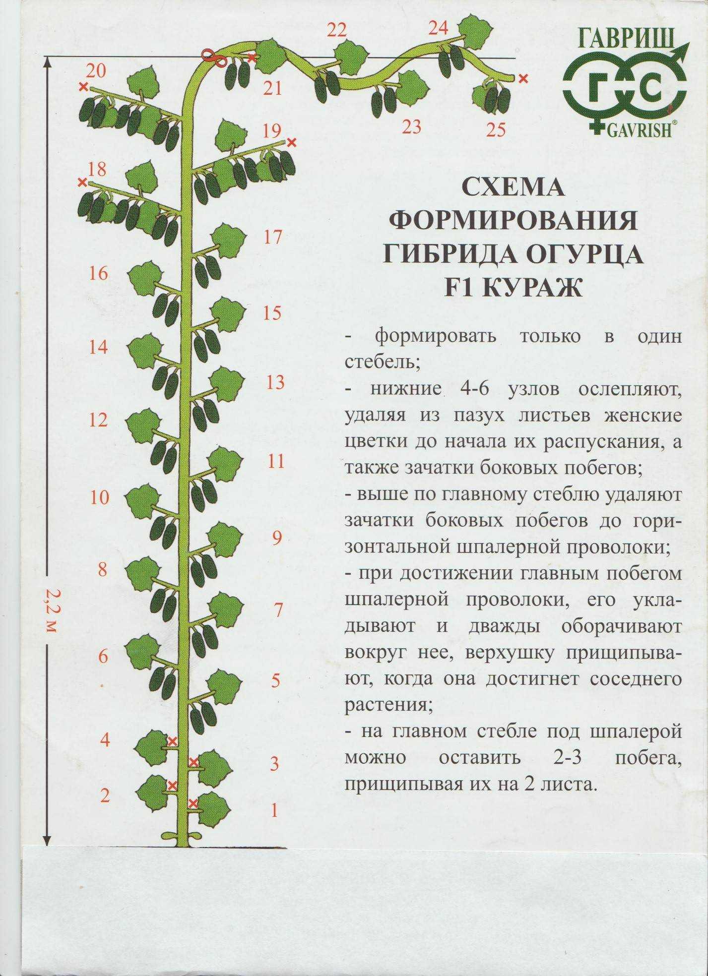 Как правильно формировать огурцы в теплице и грунте.