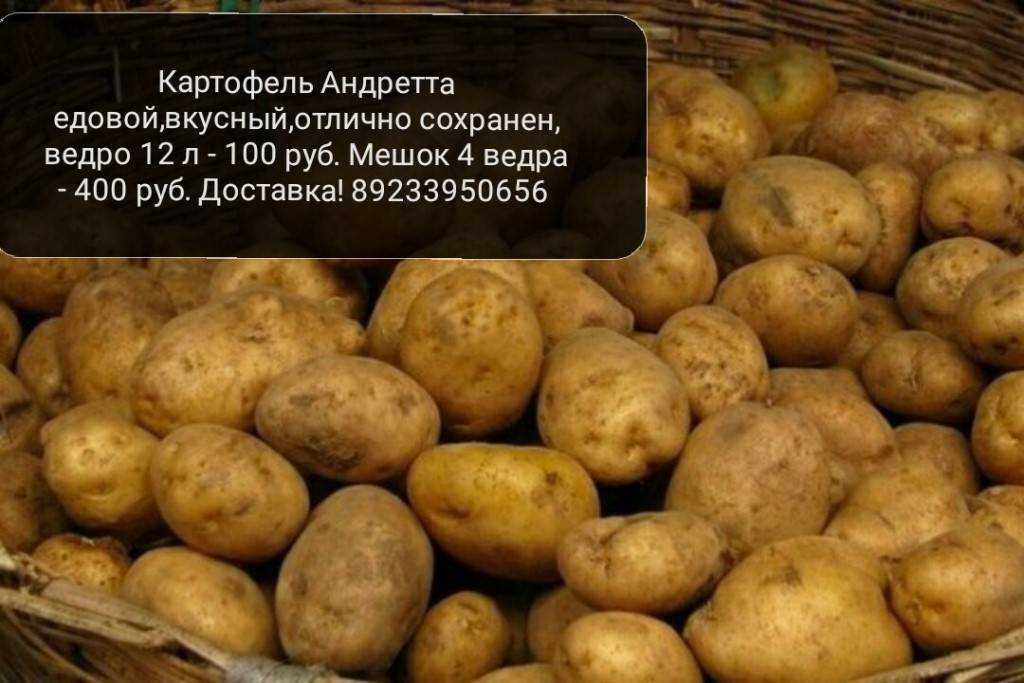 Обзор и описания лучших сортов картофеля для выращивания на урале: ранних, средних и поздних