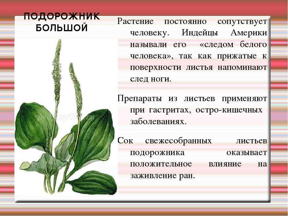 Лечебные свойства подорожника: польза и вред для здоровья человека, применение при различных заболеваниях + рецепты настоев