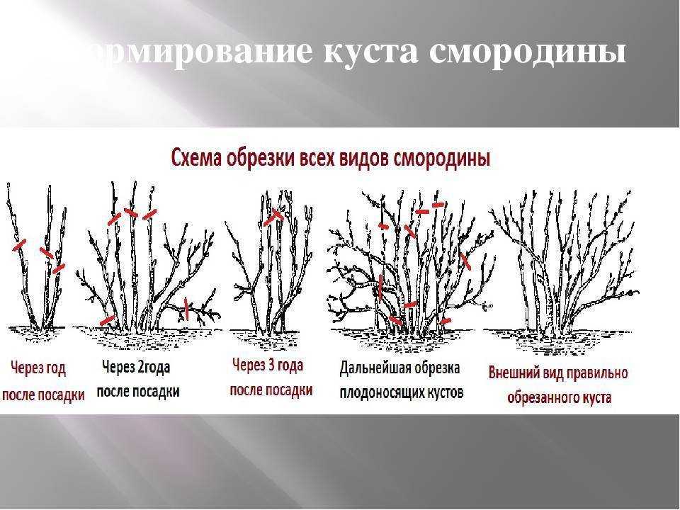 Обрезка красной и белой смородины: сроки, правила формирования
