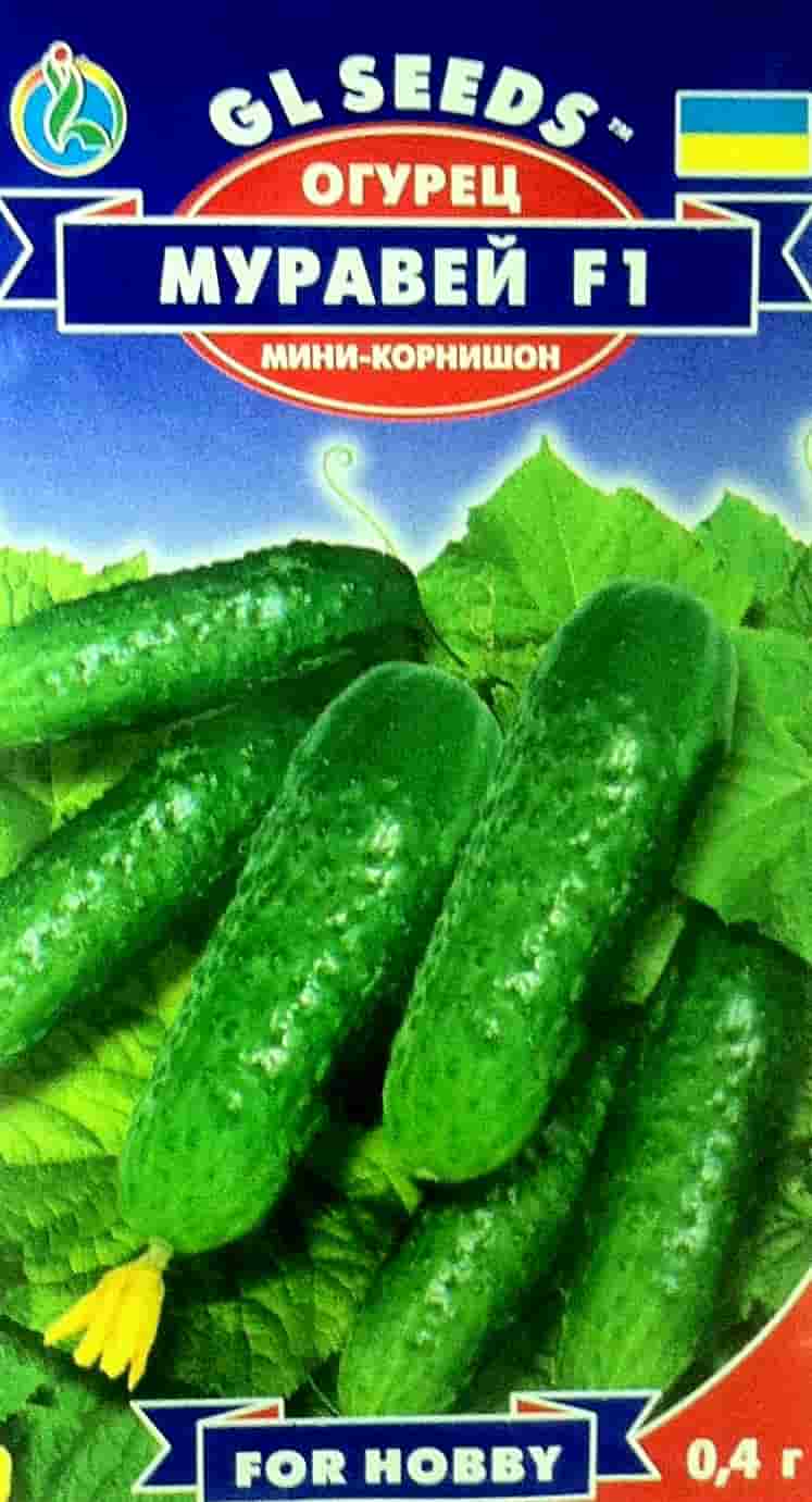 Описание сорта огурца муравей, особенности выращивания и ухода