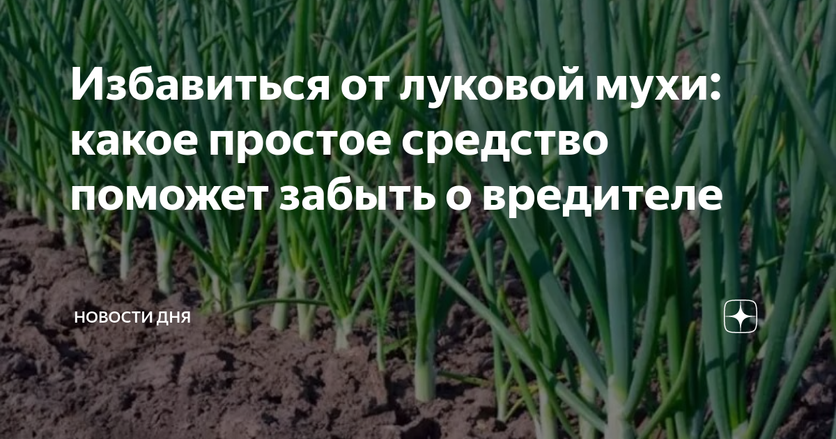 Луковая муха на огороде: способы борьбы, средства уничтожения