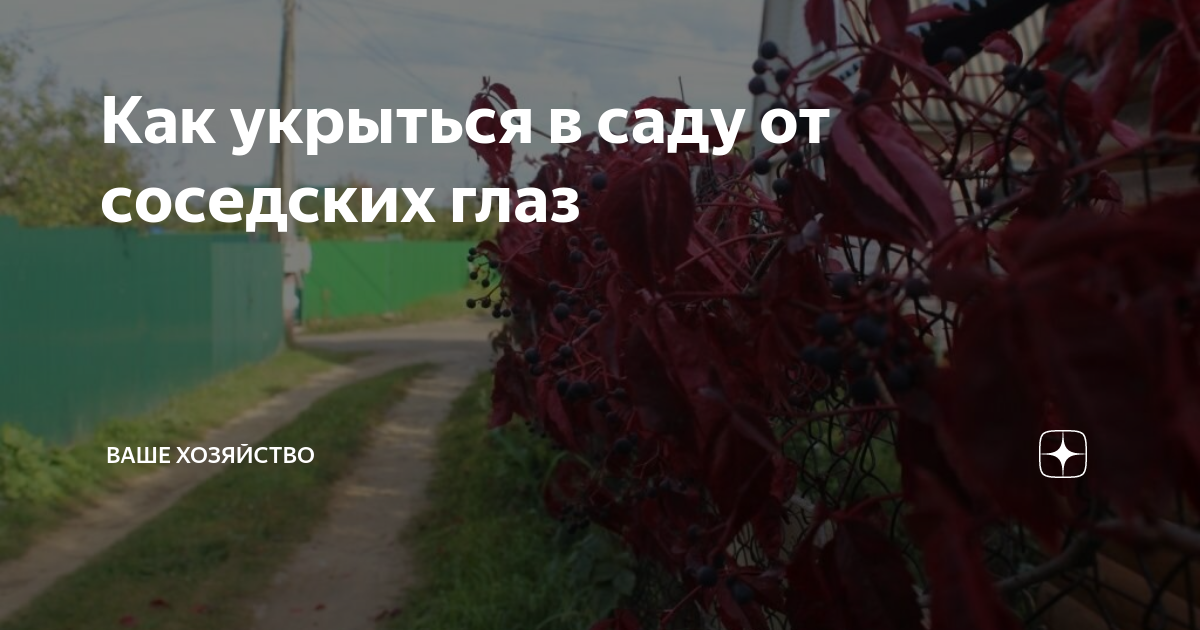 Кустарники для живой изгороди - названия, фото и описания (каталог)