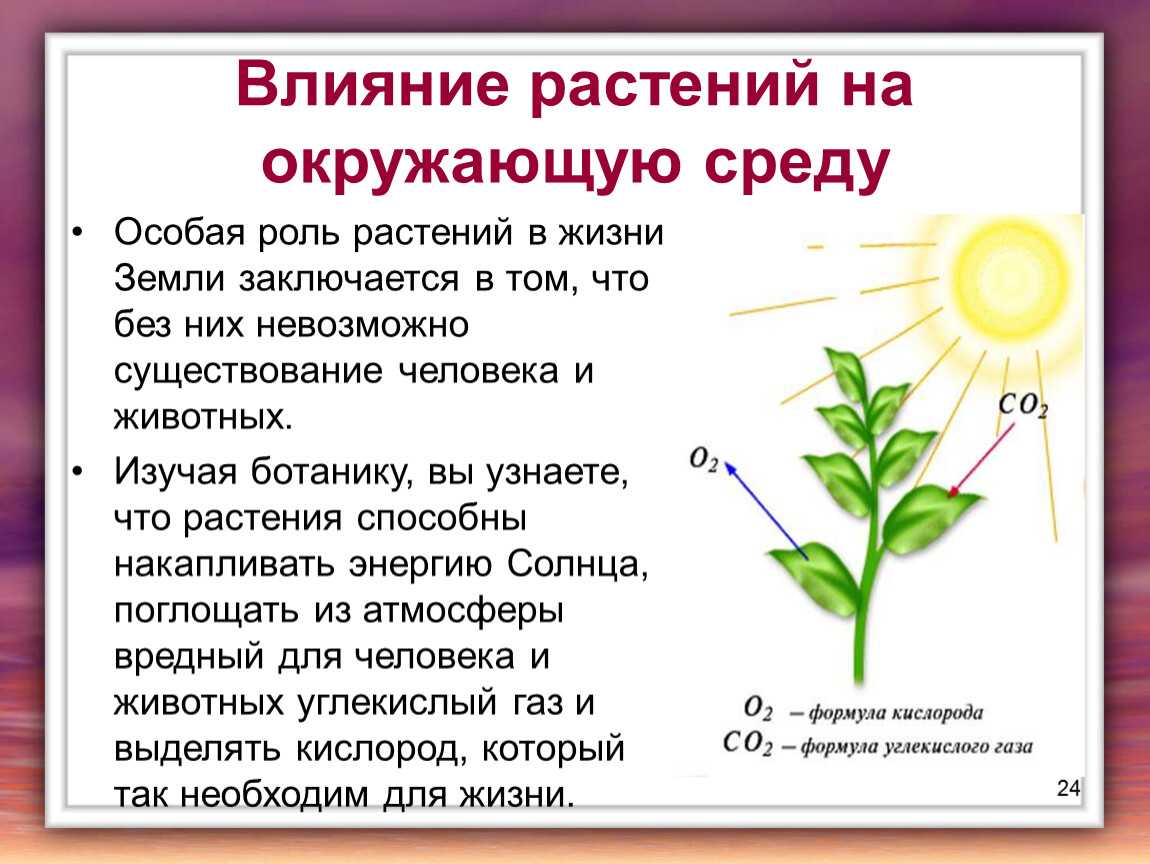 Зоны морозостойкости: что, где и когда сажать будем?