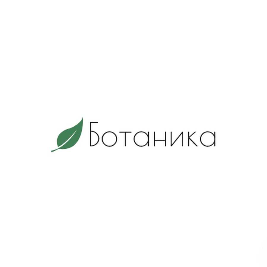 Европейское оливковое дерево нужно правильно выращивать, чтобы получить хороший урожай оливок