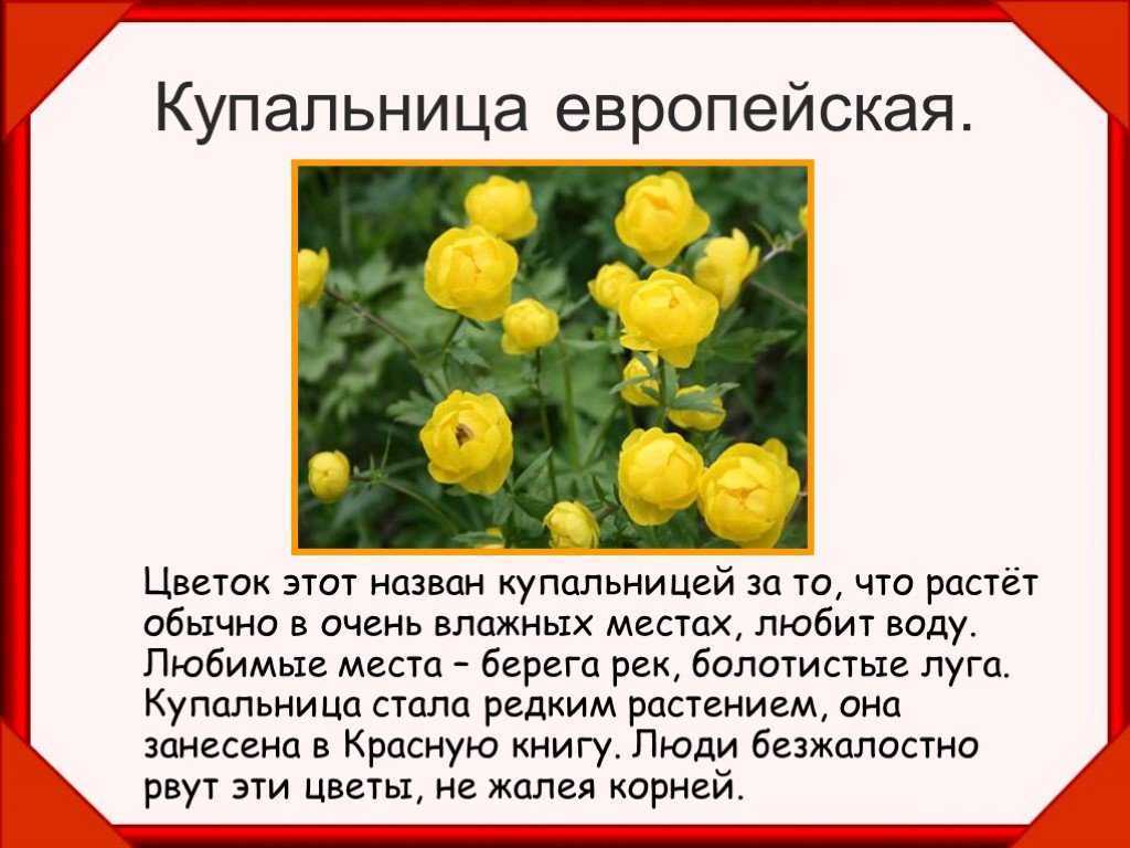 Купальница многолетняя. как вырастить и ухаживать: советы с фото