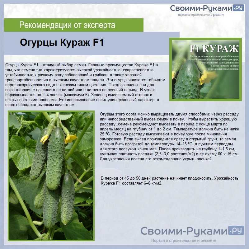 Огурец эстафета f1: характеристика, правила выращивания, советы садоводов