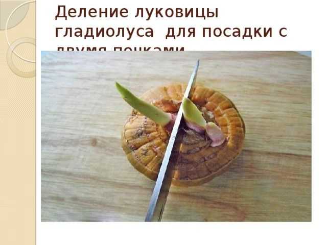 Гладиолусы любимцы цветоводов поэтому часто бывают украшением садов и придомовых территорий Для размножения цветов при посадке многие садоводы разрезают луковички такой способ позволяет увеличить количество растений и украсить большую территорию