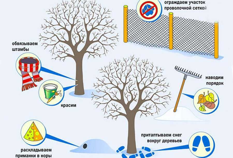 Откуда берутся зайцы на наших участках куда деваются как уберечь от них свои растения и как спасти те что пострадали Особенности вредительства зайцев и методы защиты от них рассмотрим в статье