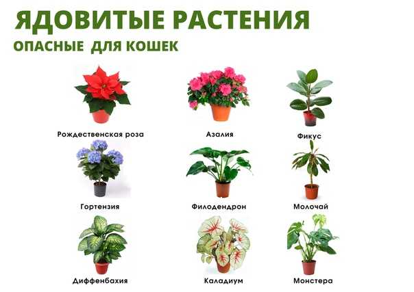 Самые ядовитые комнатные растения