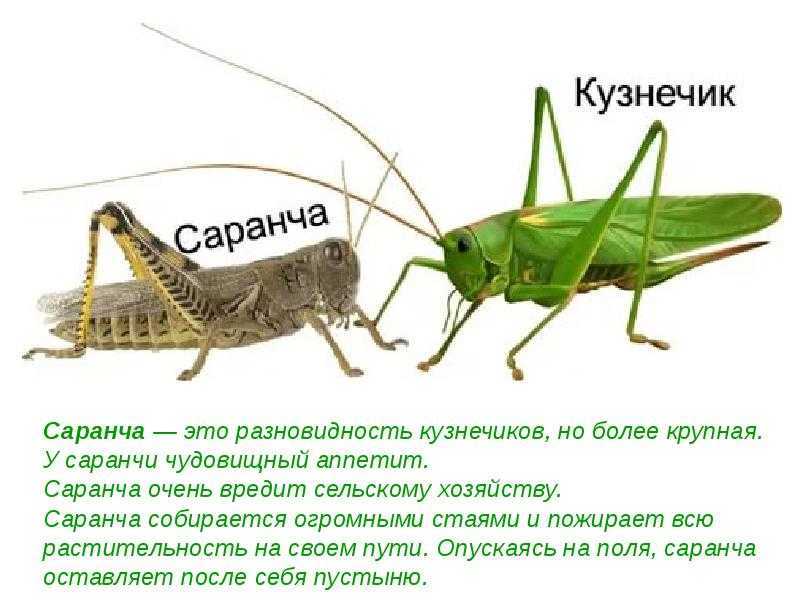 Интересные факты о саранче. факты о саранче | интересные факты