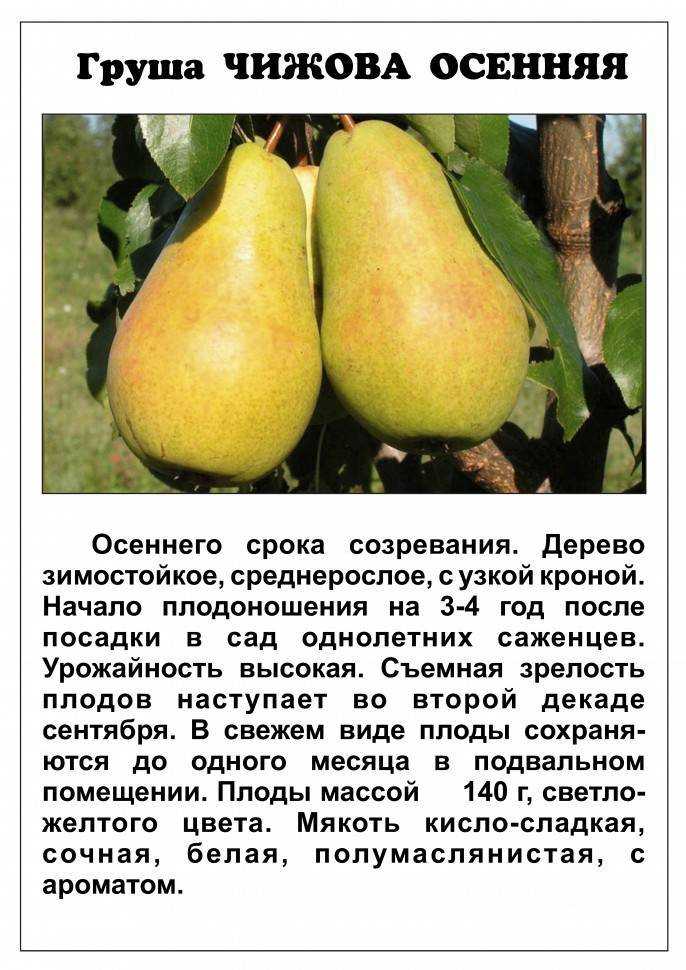Груша десертная россошанская: характеристики и описание сорта, морозостойкость. сорт груши десертная россошанская: отзывы, фото, урожайность, посадка и уход