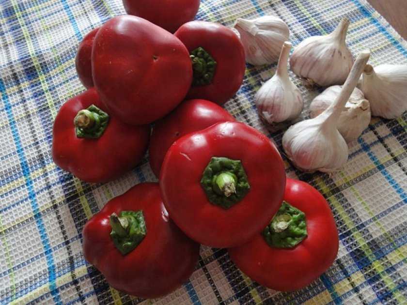 Томат корнабель