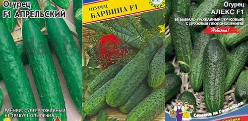 Голландские сорта огурцов: лучшие представители сортов и гибридов голландской селекции, советы по выбору семян для теплиц и открытого грунта, отзывы дачников