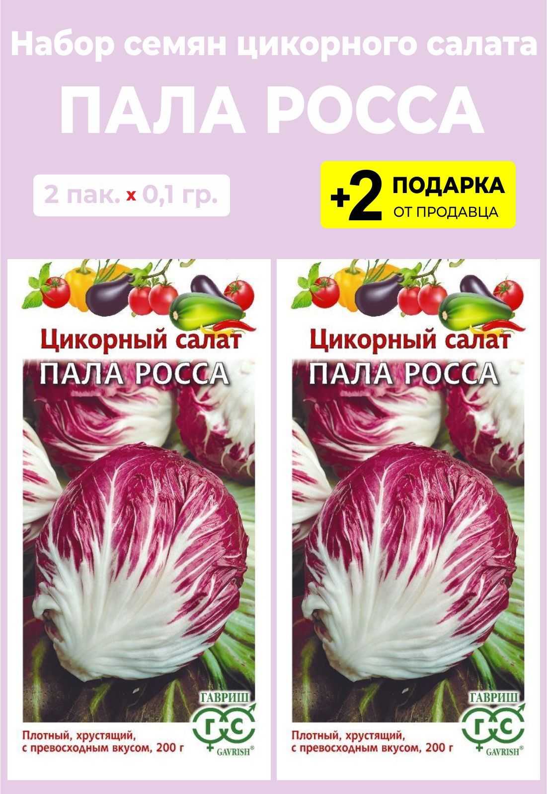 Эндивий: рецепты, польза и вред