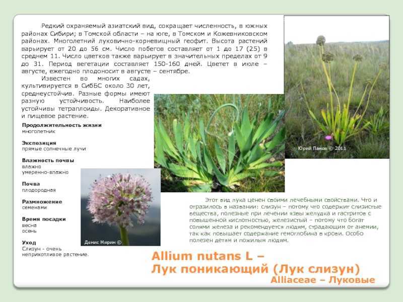 Лук-слизун выращивание и уход, фото и сорта с описанием