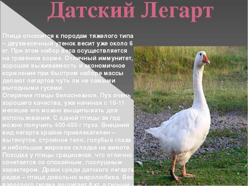 Породы домашних гусей: список лучших пород, описание и продуктивность