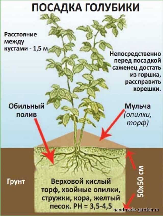 Уральский огород - без особых хлопот!: выращивание голубики садовой в природном земледелии!