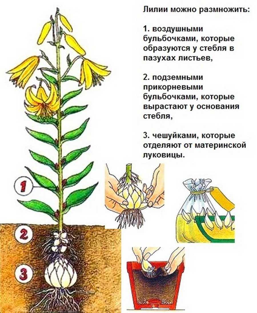 Всё о лилиях: сорта, посадка, уход и выращивание в домашних условиях