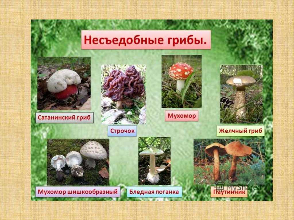 Какие съедобные грибы растут на деревьях и их описание (+34 фото)?