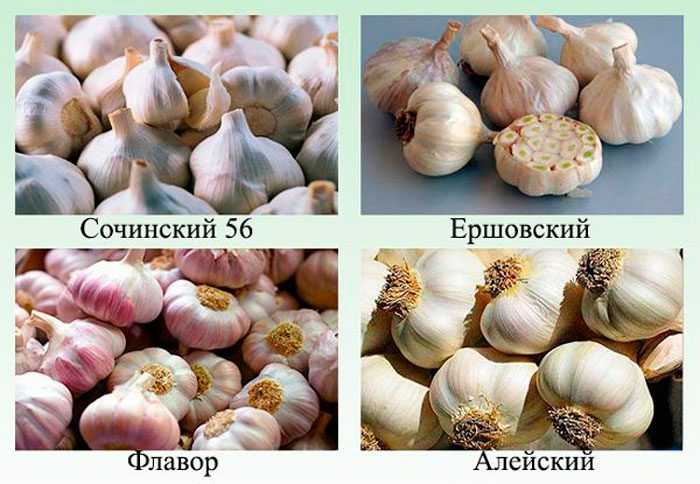 Сорта чеснока: любаша, добрыня, богатырь, флавор - огород-365