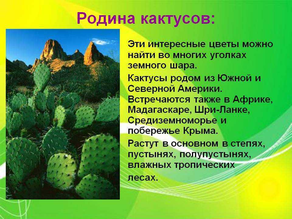 Кактус экологическая группа особенности. Кактус презентация. Доклад про Кактус.