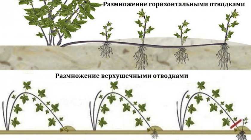 Черная малина и ежевика: главные отличия и характеристики