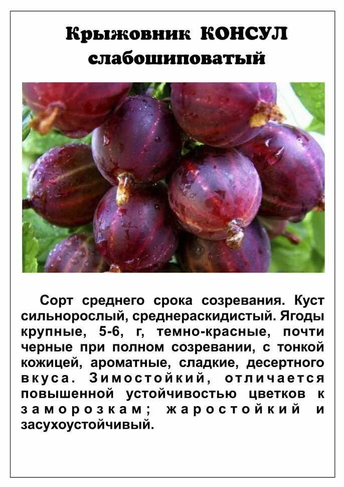 Уход за кустами чёрной смородины весной, летом, осенью и зимой