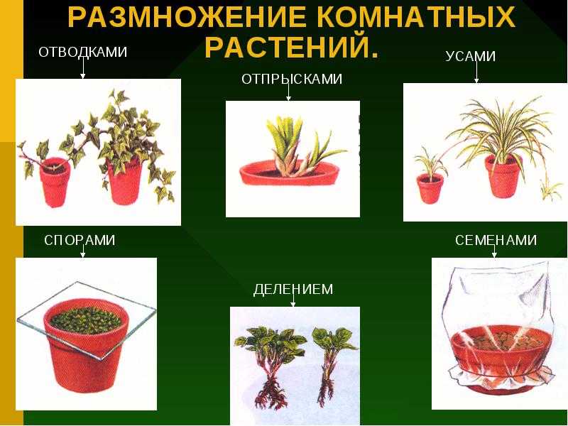 Растениеводство на дому: 13 бизнес-идей