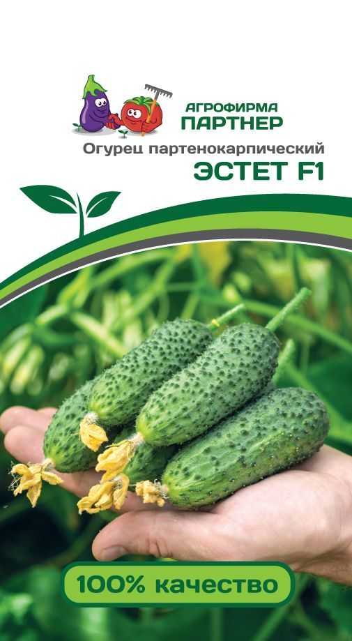 Лучшие сорта поздних огурцов: их описания и выращивание