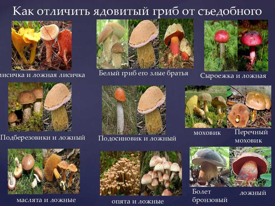 Гриб моховик: разновидности и способы приготовления