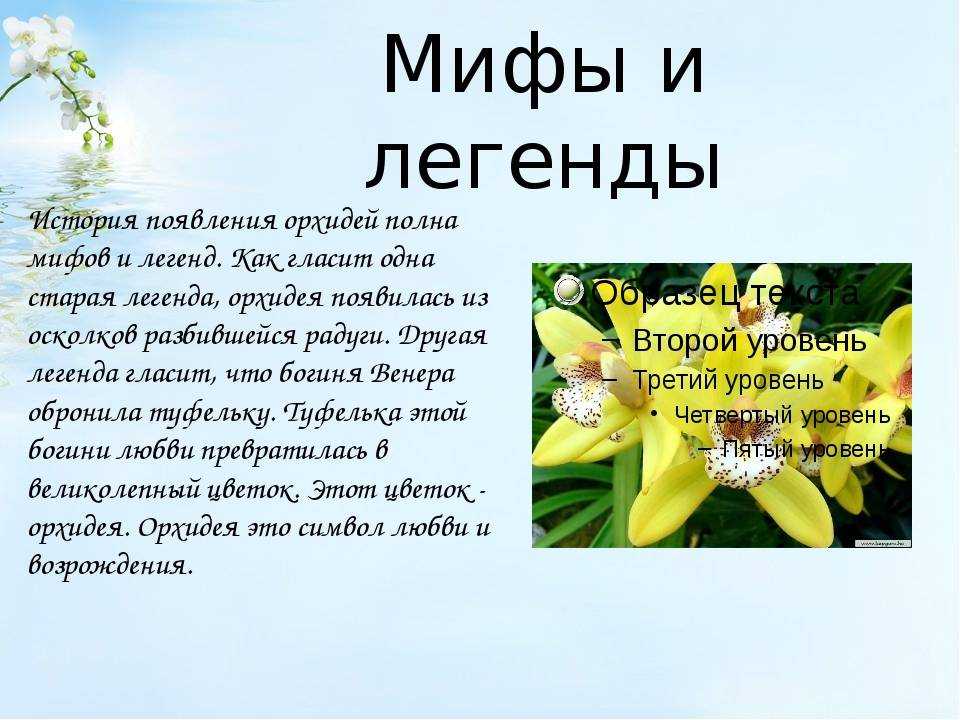 Мужское счастье цветок антуриума, уход и размножение
