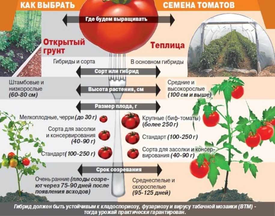 Описание томата Стрега F1 отзывы фото урожайность в цифрах характеристика сорта его достоинства и недостатки советы по выращиванию