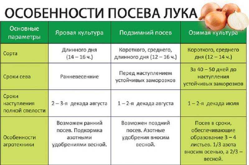 Чем подкормить чеснок весной, когда вносить удобрения.