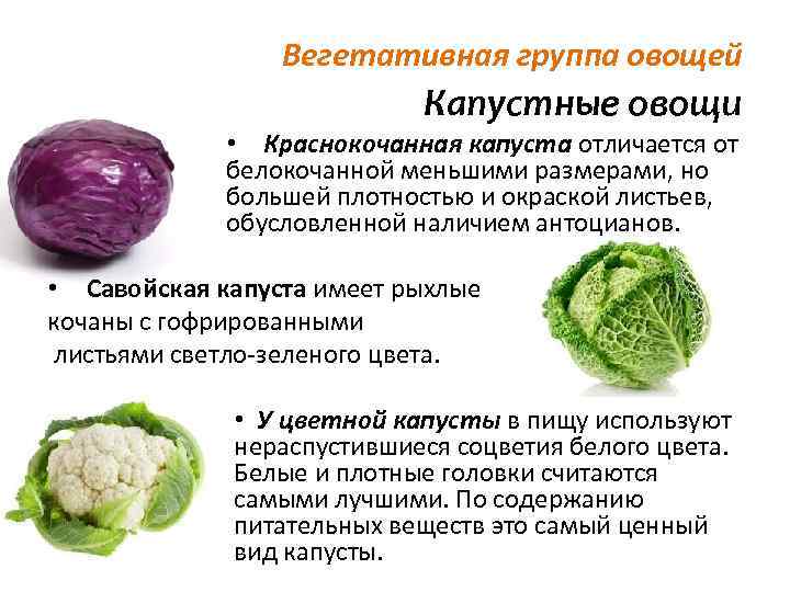 Капуста: виды и польза для здоровья