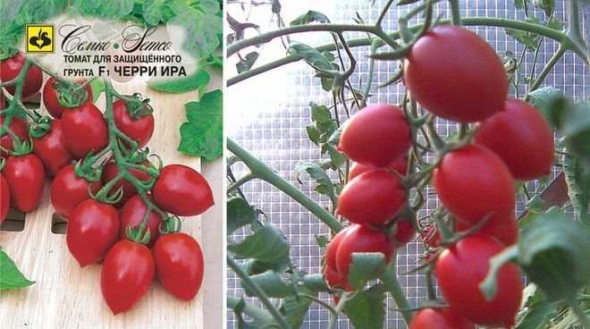 Томаты черри для теплиц и открытого грунта, самые сладкие и урожайные