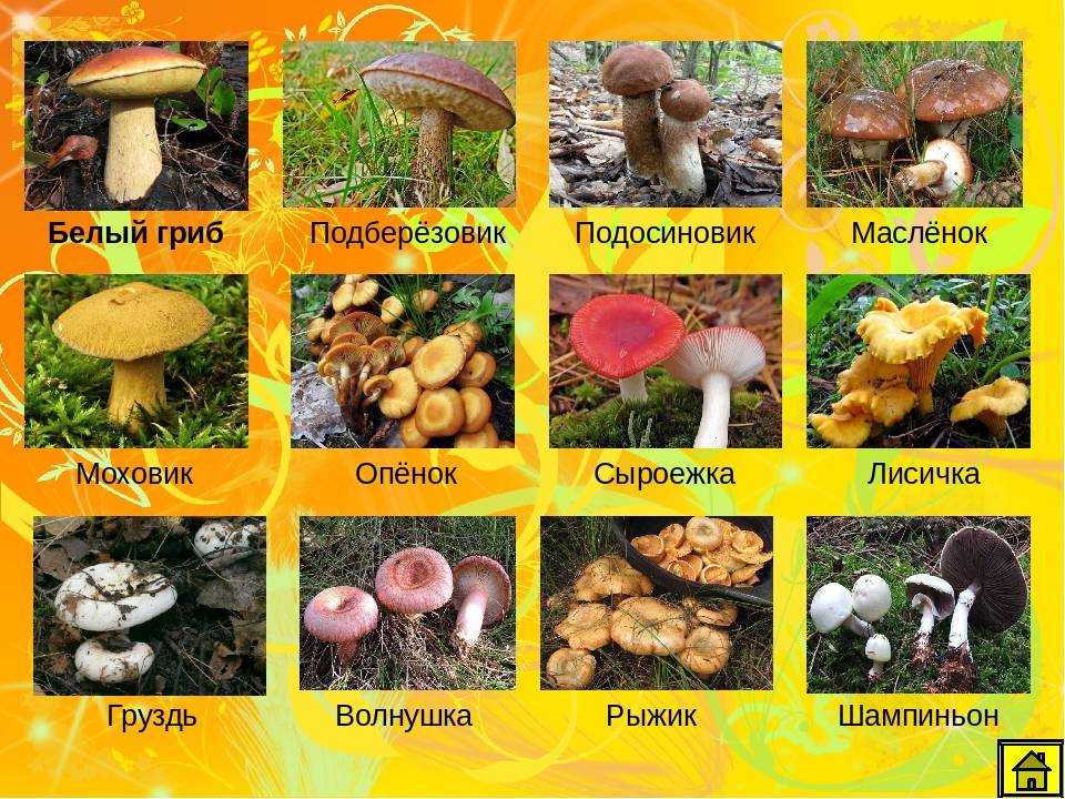 Древесные грибы и их виды 🌲🍄 фото и описание (6 видео)