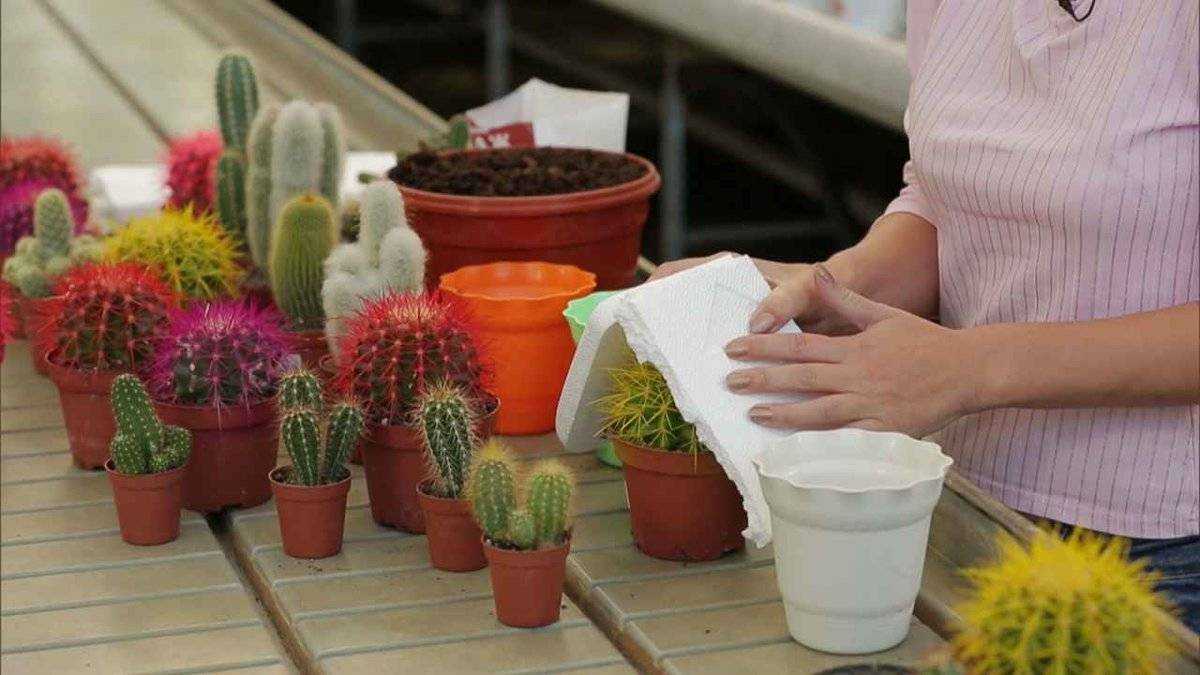 20 комнатных кактусов и суккулентов с поразительно красивым цветением. уход в домашних условиях. фото — страница 2 из 5 — ботаничка